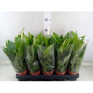 Spathiphyllum  'Bellini'