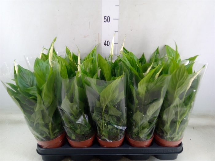 <h4>Spathiphyllum  'Bellini'</h4>
