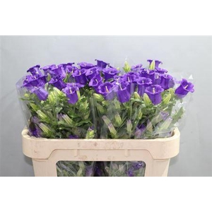 Camp M Champion Blue