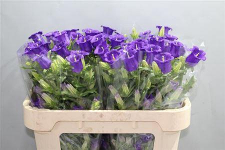 <h4>Camp M Champion Blue</h4>