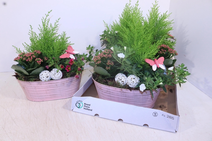 <h4>ARR TUINPLANTEN</h4>