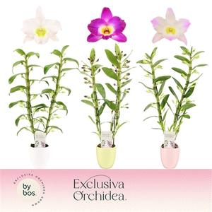 Dendrobium nobile mixed