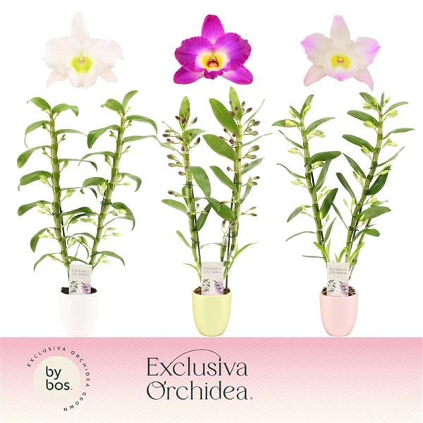 <h4>Dendrobium nobile mixed</h4>