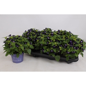 TORENIA KAUAI D BLUE
