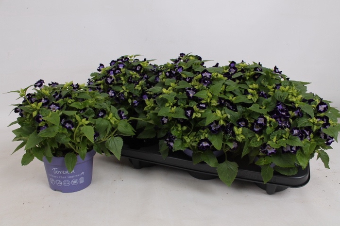 <h4>TORENIA KAUAI D BLUE</h4>