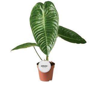 Anthurium blad