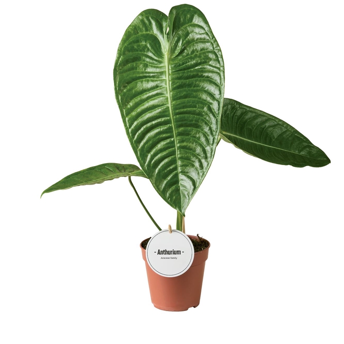 <h4>Anthurium blad</h4>