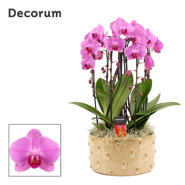 <h4>Belle cascade 6 tak symphony pink (Deco-collection)</h4>