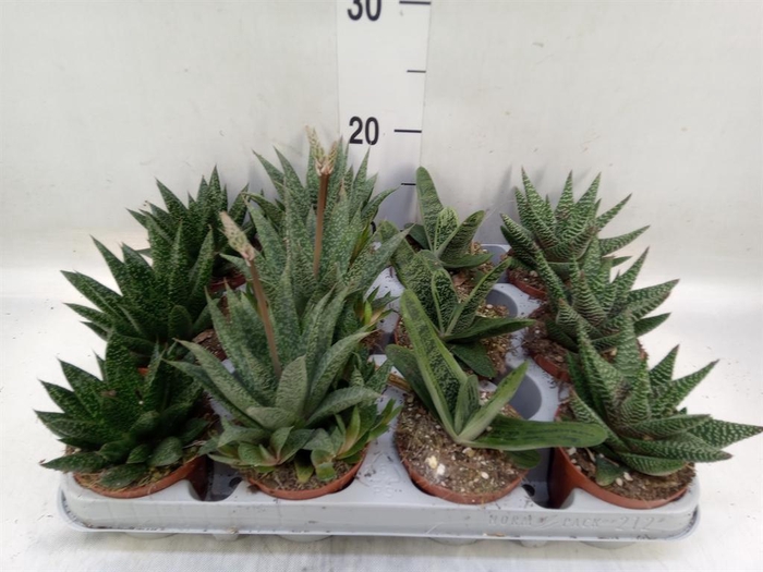 <h4>Aloe   ...mix</h4>