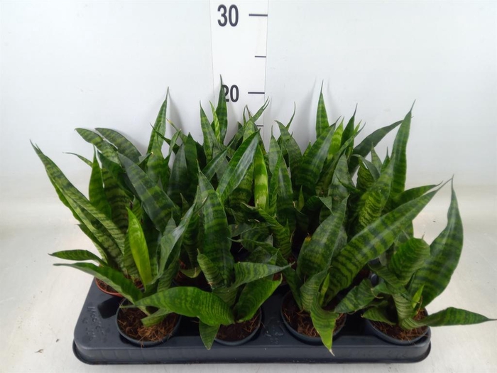 <h4>Sansevieria trifa. 'Black Coral'</h4>