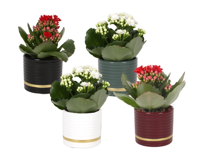 <h4>KP-871.2 - Rosalina 6cm in luxe cilinder keramiek</h4>