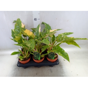 Philodendron  'Ring of Fire'