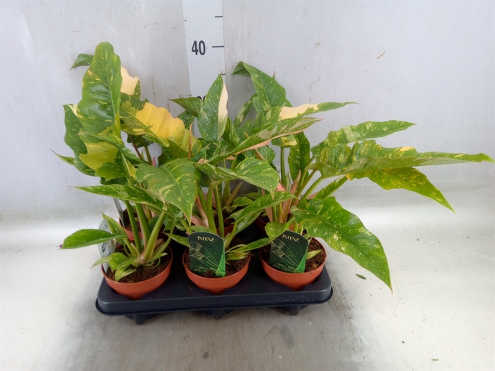 <h4>Philodendron  'Ring of Fire'</h4>