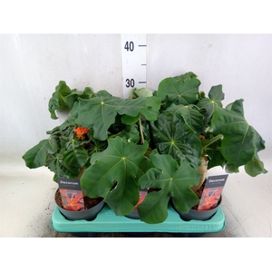 Jatropha podagrica