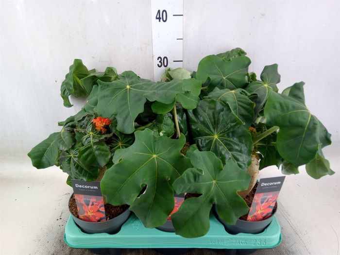 <h4>Jatropha podagrica</h4>