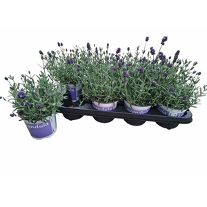 .Lavandula angustifolia