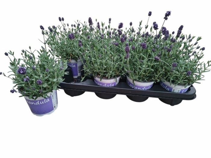 <h4>.Lavandula angustifolia</h4>