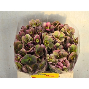 HELLEB FROSTKISS RHYTHM PINK