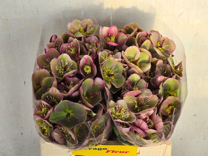 <h4>HELLEB FROSTKISS RHYTHM PINK</h4>