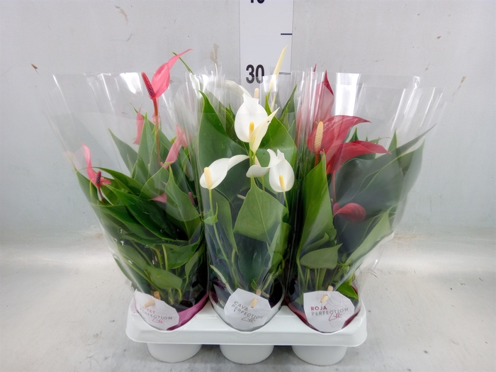 <h4>Anthurium   ...mix</h4>