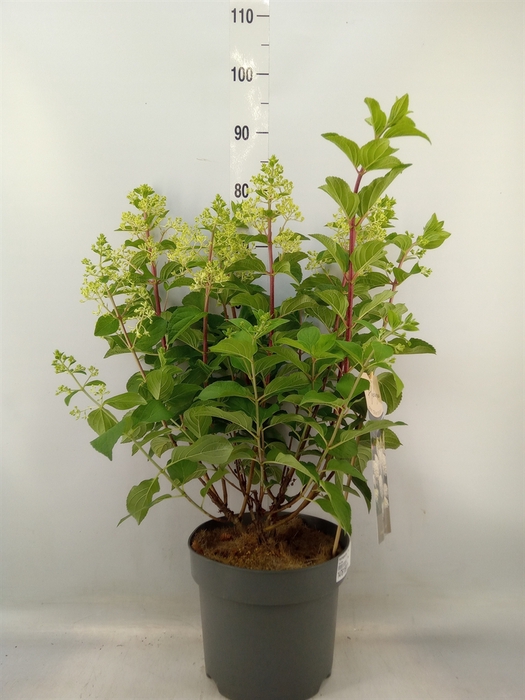 <h4>Hydrangea pan.</h4>