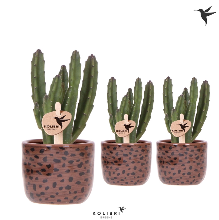 <h4>Kolibri Greens Stapelia Leendertziae in Leopard pot</h4>