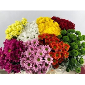 Chrys sp mix 8 colours