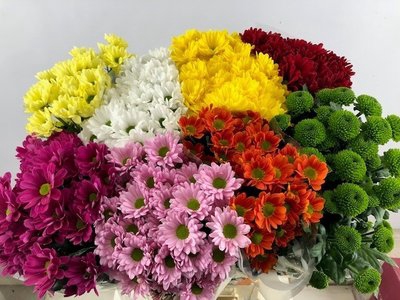 <h4>Chrys sp mix 8 colours</h4>
