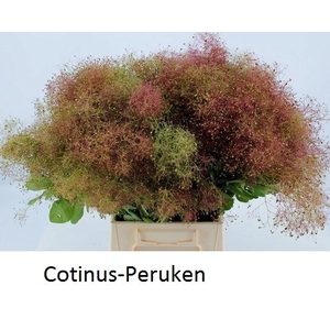 COTINUS COGGYGRIA PB