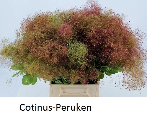 COTINUS COGGYGRIA PB