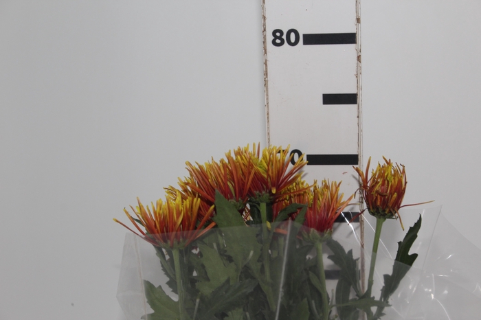 <h4>ANASTASIA CHISPA 070 CM BICOLOR</h4>