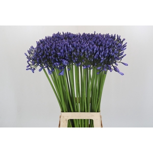 Agapanthus Suzan