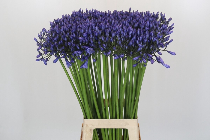 <h4>Agapanthus Suzan</h4>