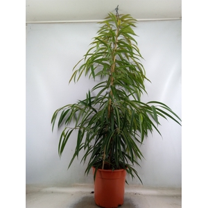 Ficus binn. 'Alii'