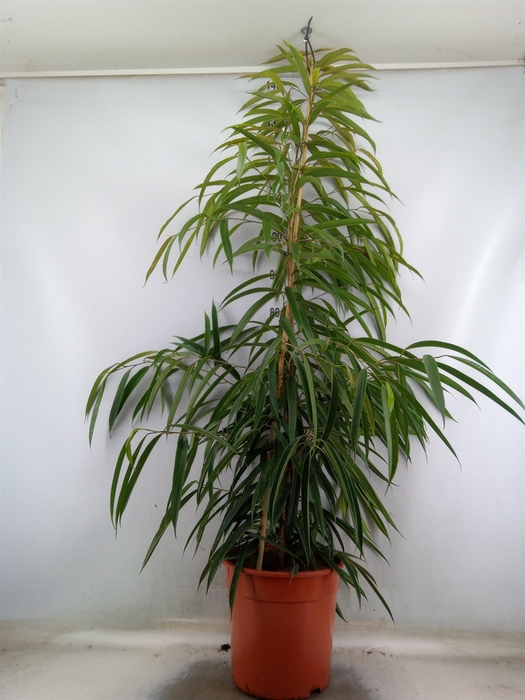 <h4>Ficus binn. 'Alii'</h4>