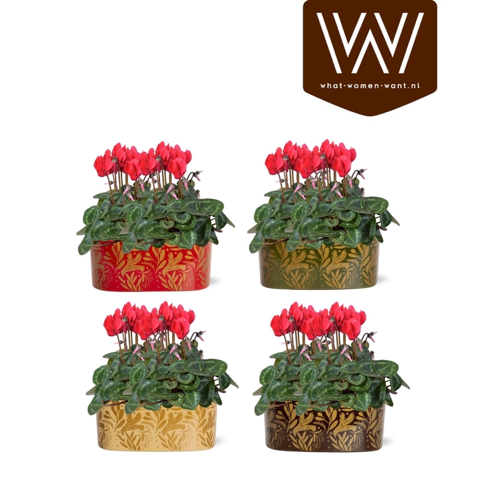 <h4>Collectie "Tasty Bubble" Cyclaam rood in Jenn ovaal Keramiek</h4>