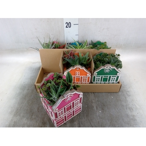 Arr.   Kamerplant Groen L%