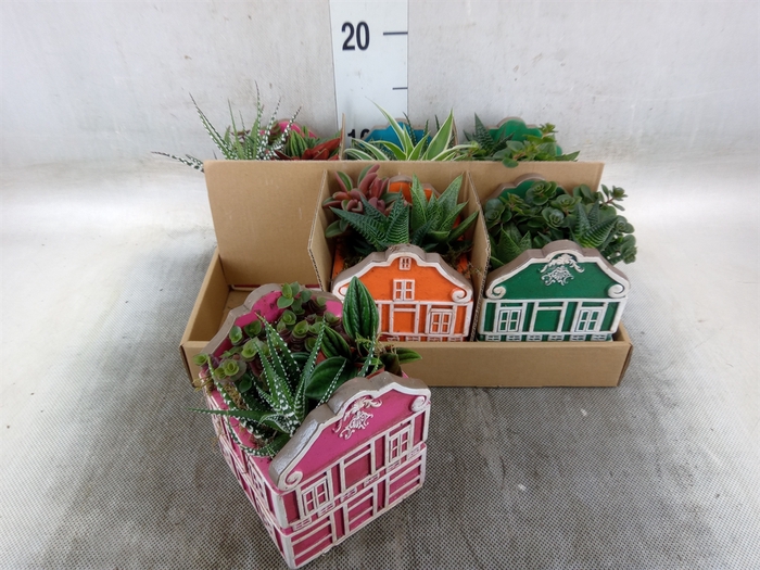 <h4>Arr.   Kamerplant Groen L%</h4>