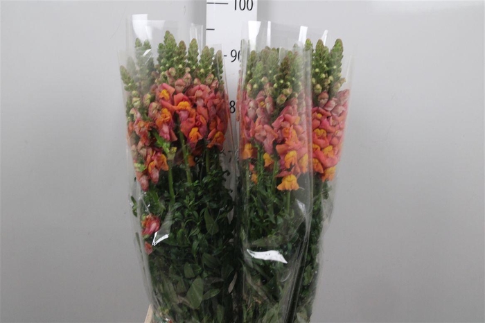 <h4>Antir It. Orange</h4>