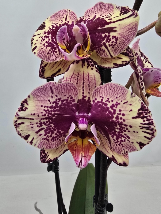 <h4>Limited 18 week 19</h4>