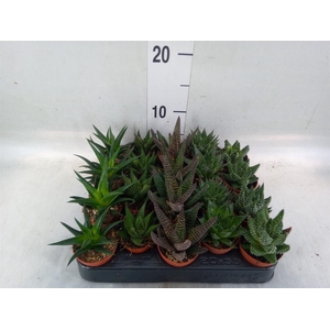 Haworthia   ...mix