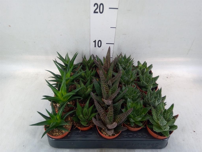 <h4>Haworthia   ...mix</h4>