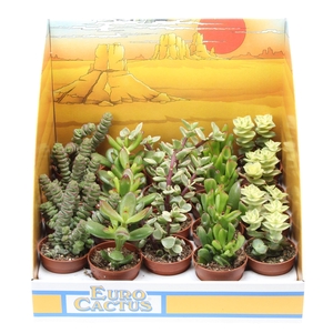Crassula mix in showdoos