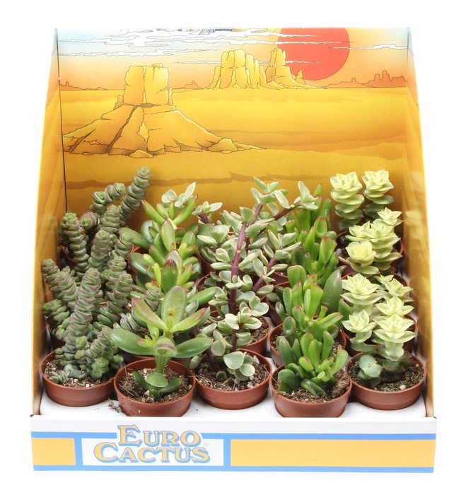 <h4>Crassula mix in showdoos</h4>