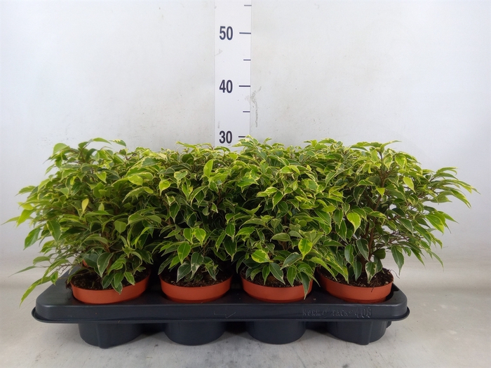 <h4>Ficus benja. 'Kinky'</h4>