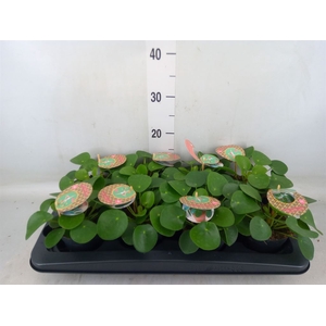 Pilea peperomoides