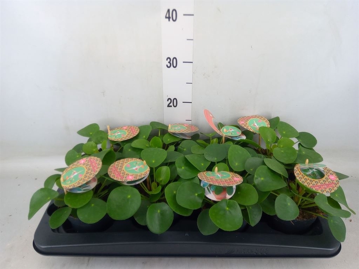 <h4>Pilea peperomoides</h4>