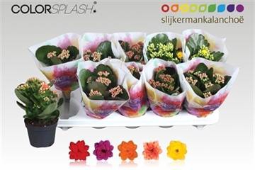 <h4>KALAN CALAN MIX COLORSPLASH</h4>