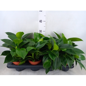 Philodendron  'Green Princess'