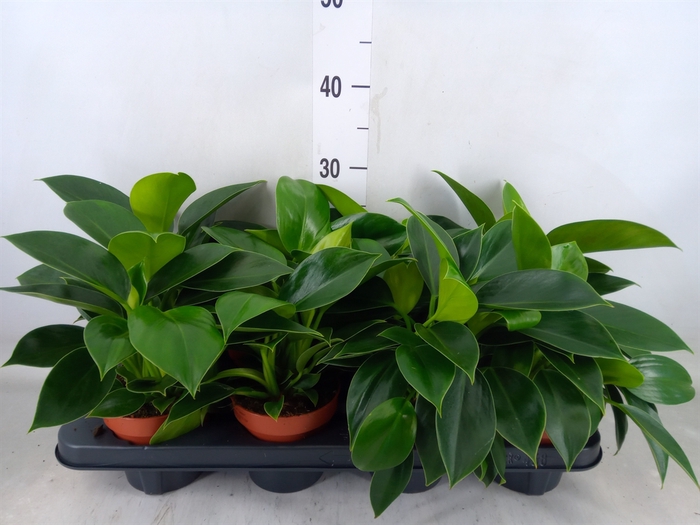 <h4>Philodendron  'Green Princess'</h4>